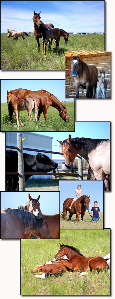 Cole Redhorse - Raising horses in Montana