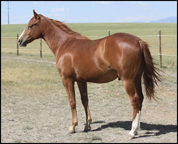 DE Peptos Daisysduke