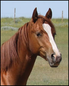 DE Peptos Daisysduke