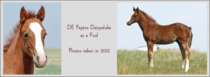 DE Peptos Daisysduke