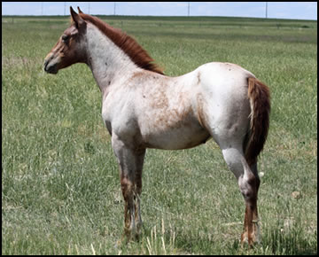 DE Peptos Miss Daisy