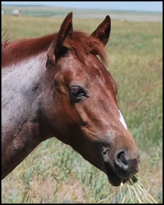 DE Peptos Miss Daisy