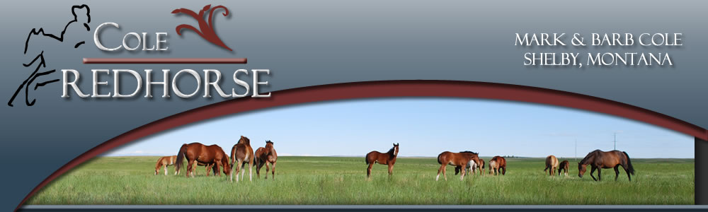 Cole Redhorse, Shelby Montana - Quarter Horses