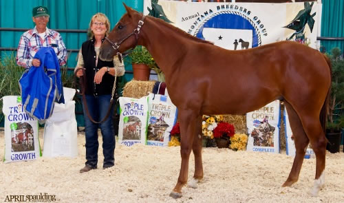 All Reddy a Hobby - High Selling Yearling Montana Breeders Group Sale