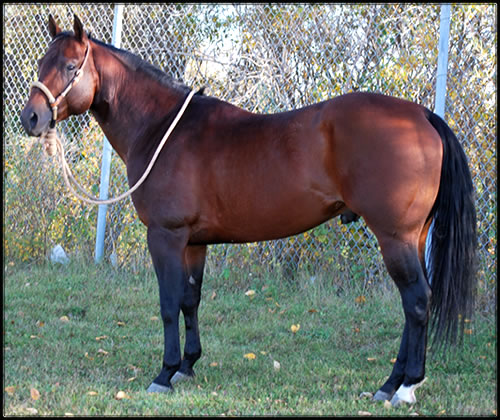 Hallmarked Playboy - Cole Redhorse Stallion