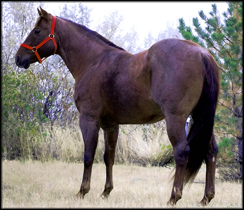 Peptos Duke - Cole Redhorse Stallion